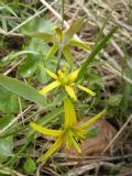 Gagea lutea